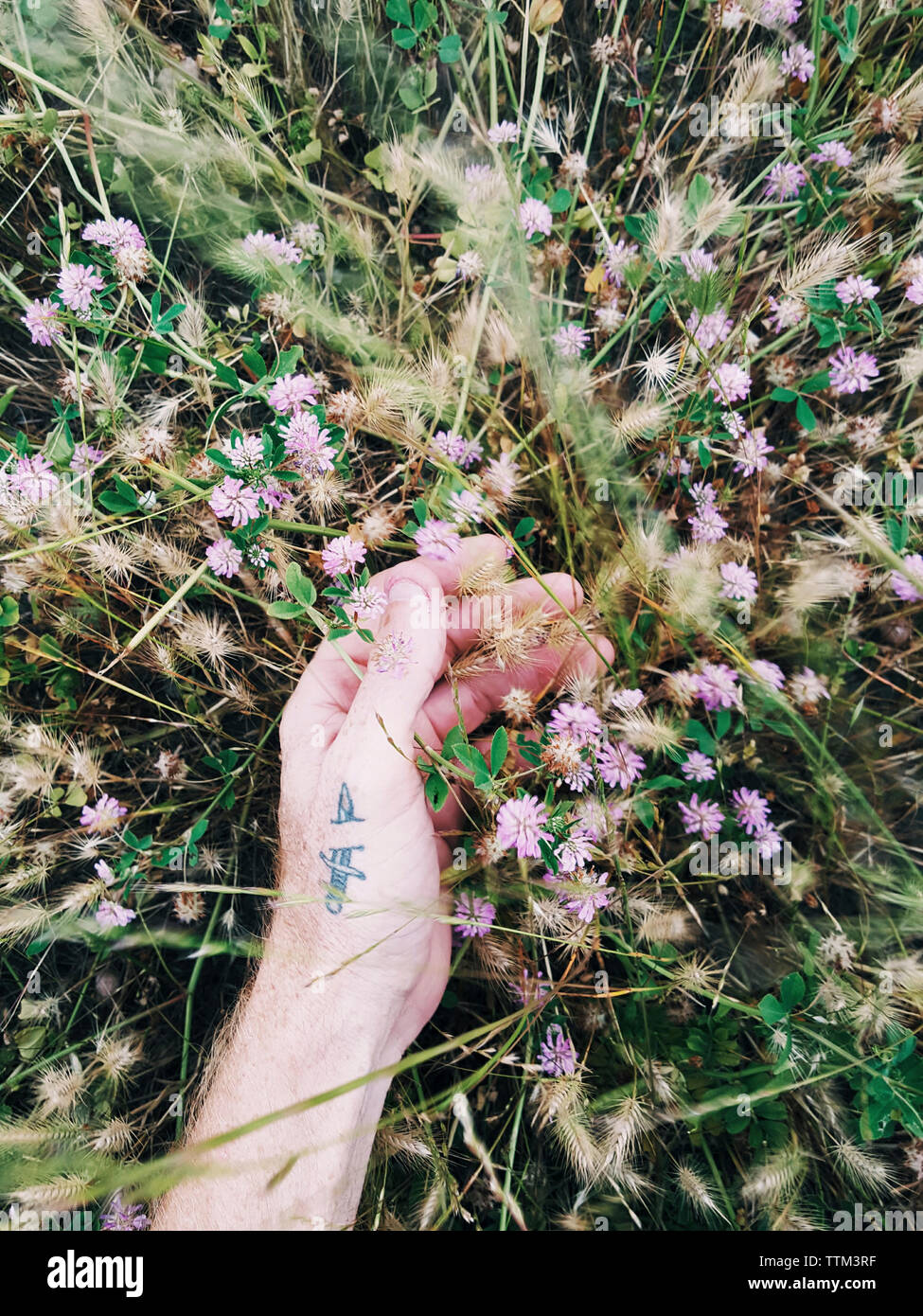 Cropped hand of man touching flowers growing on field Stock Photo