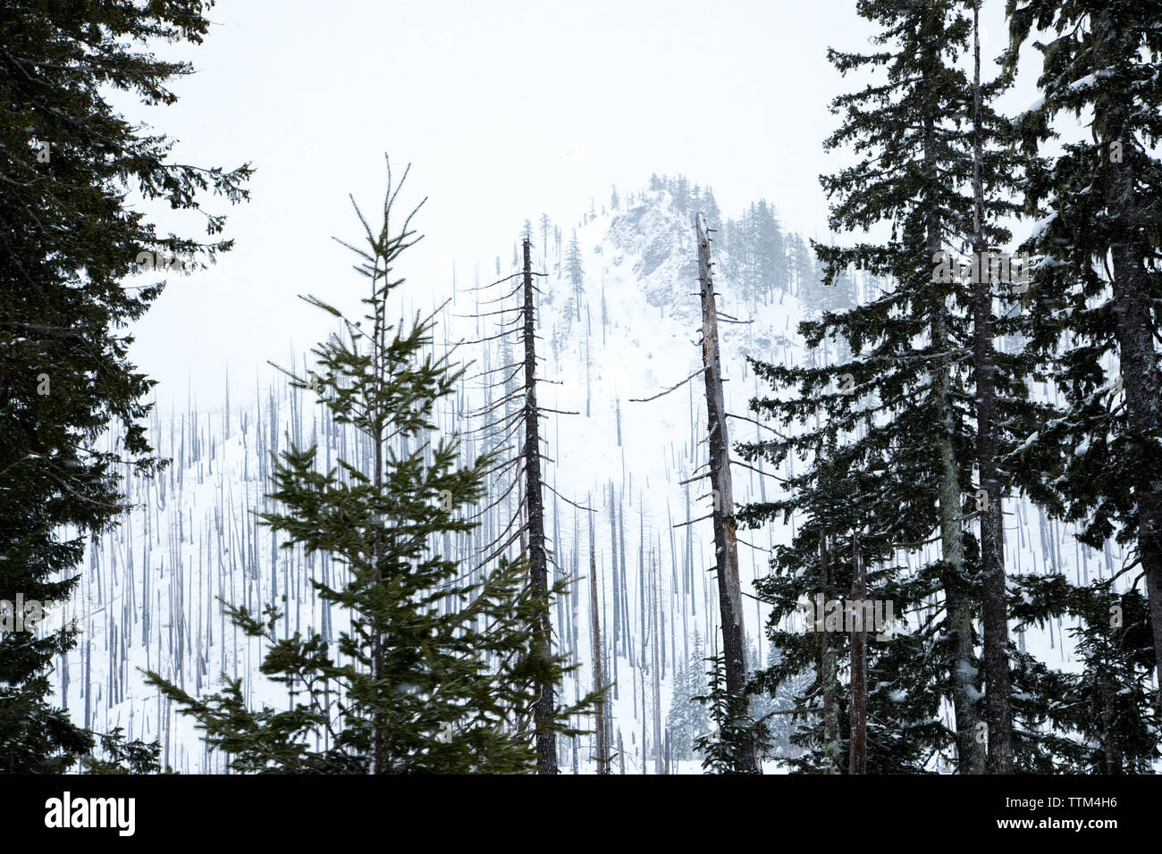 winter view of mountain, forest and trees burnt in forest fire Stock Photo