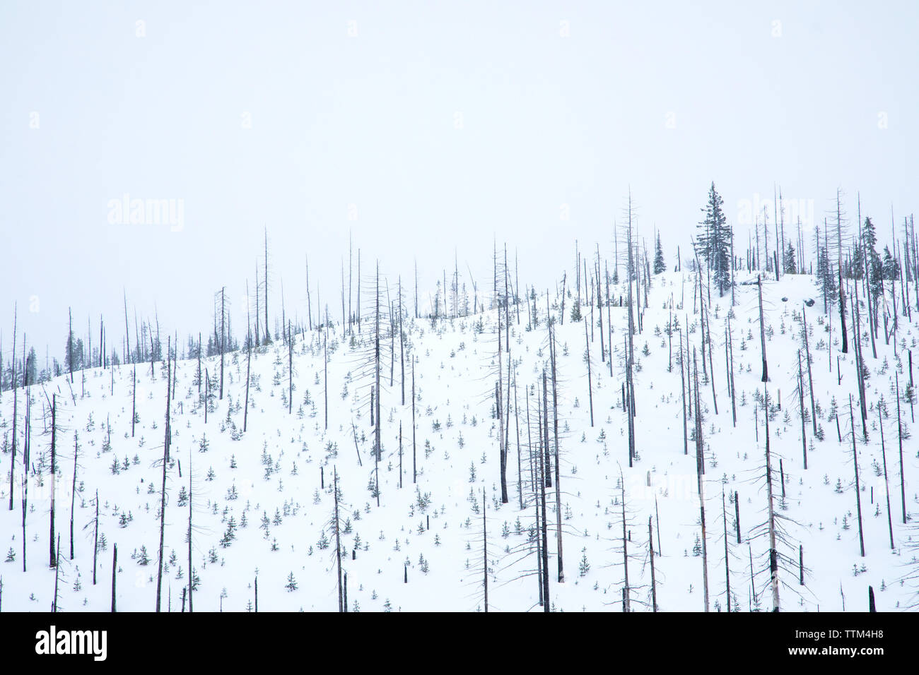 view of snow covered mountain forest with fire damage Stock Photo