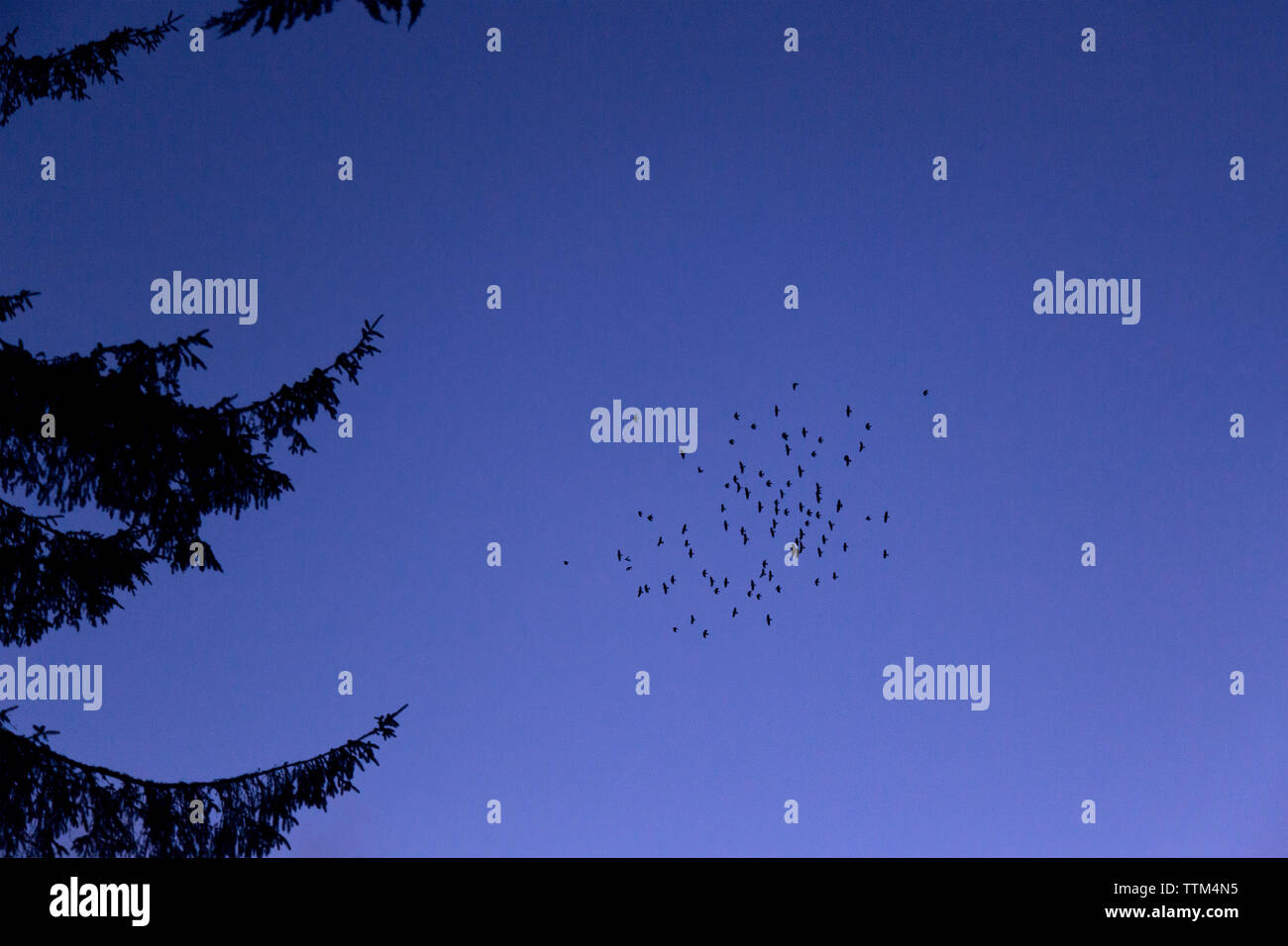 Low angle view of birds flying in against clear blue sky Stock Photo