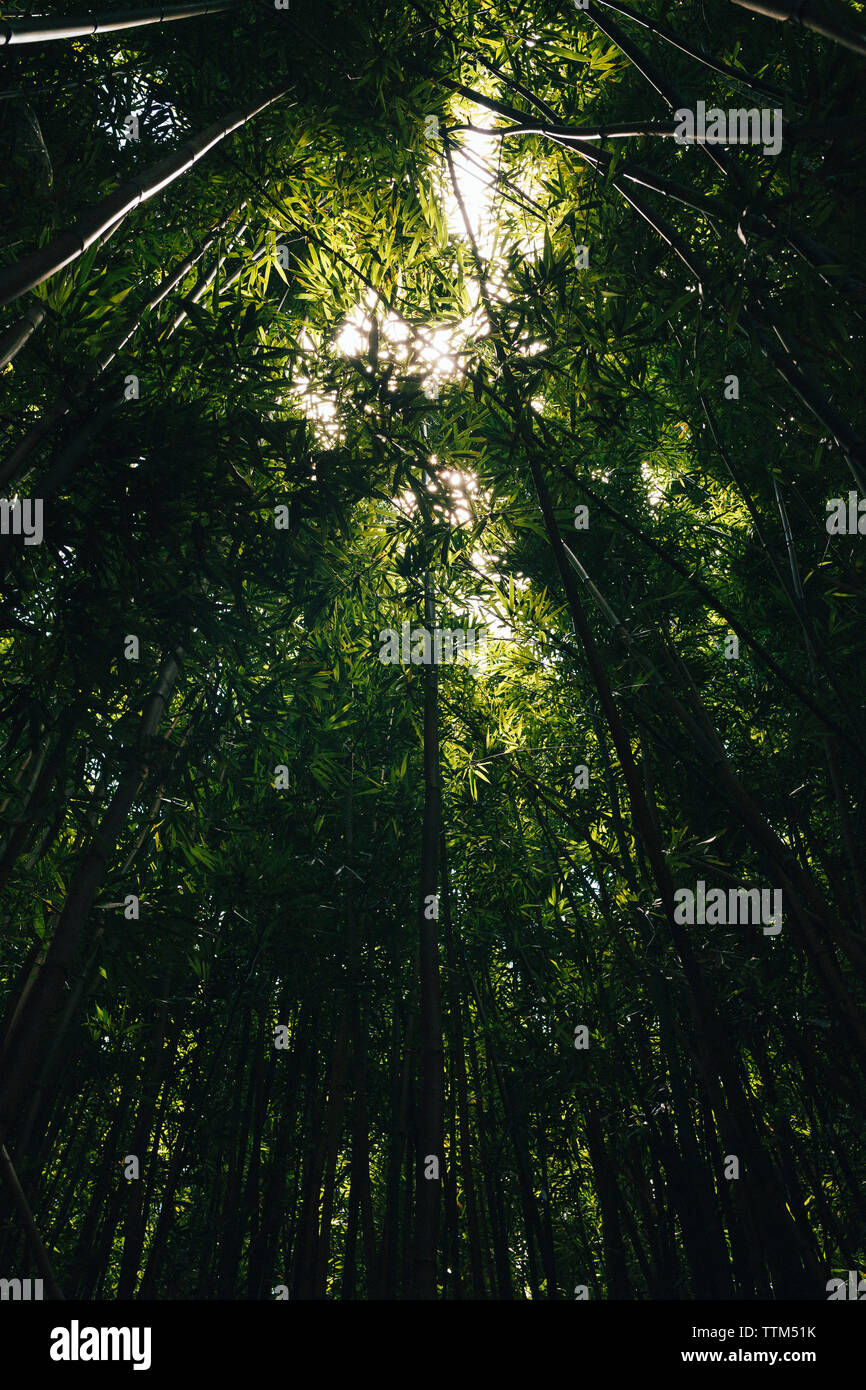 Low angle view lush green hi-res stock photography and images - Alamy