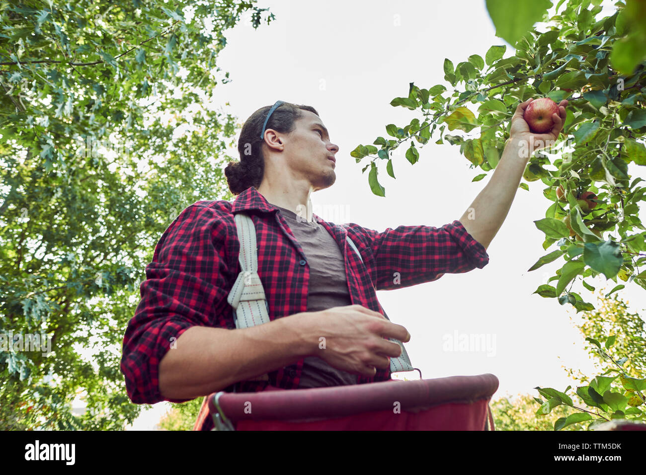 Low angle view of farmer picking apples while standing against clear sky at orchard Stock Photo