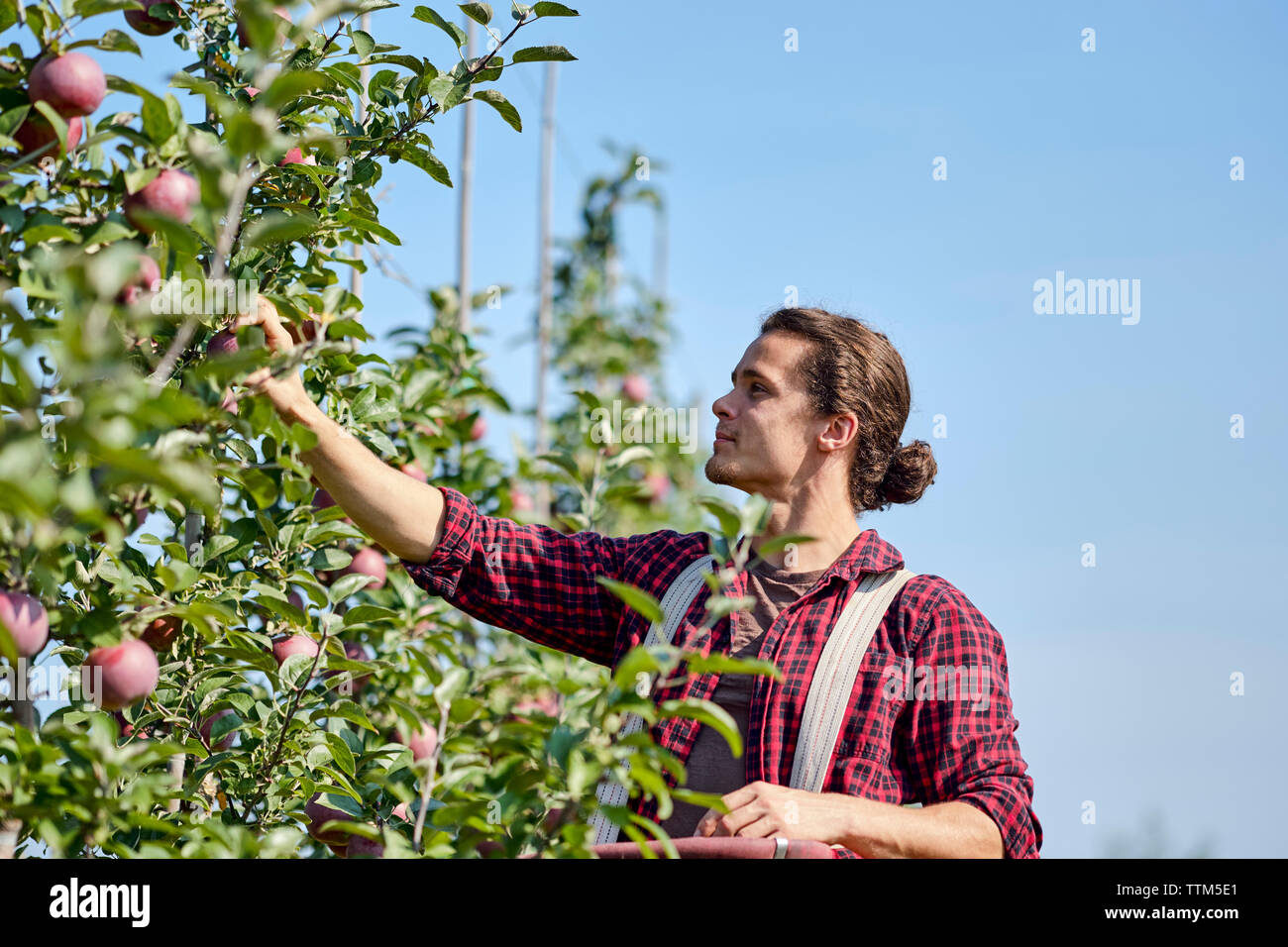 Farmer picking apples while standing against clear sky at orchard Stock Photo