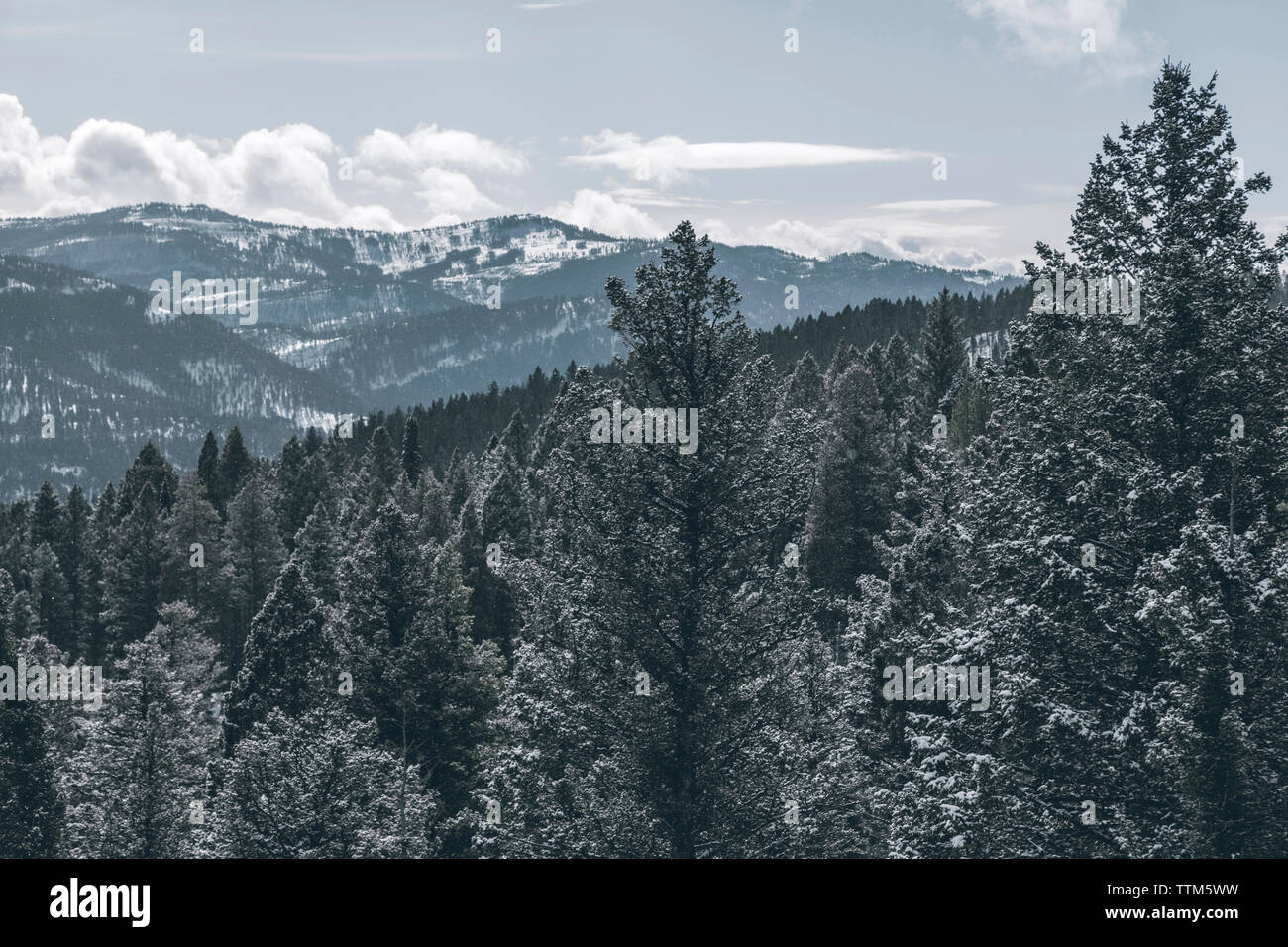 Pine trees forest mountain hi-res stock photography and images - Alamy