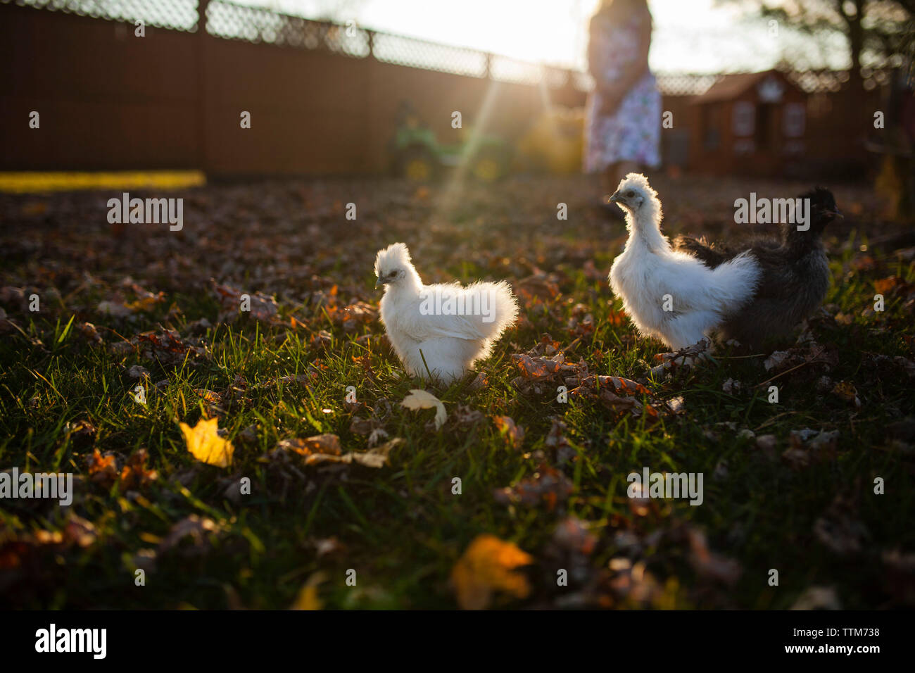 Baby chickens hires stock photography and images Alamy