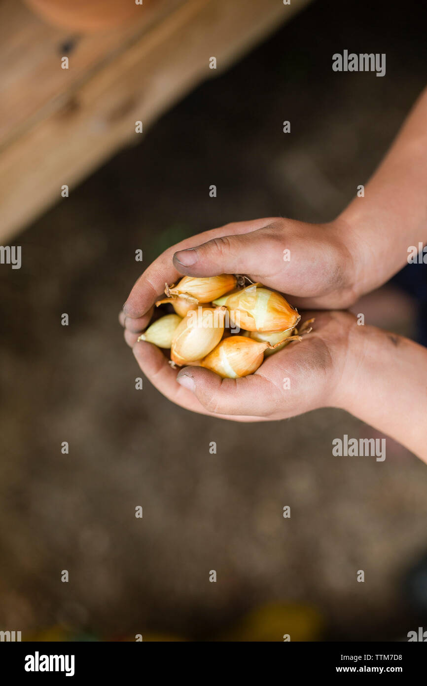 Cropped hands of boy holding onions Stock Photo