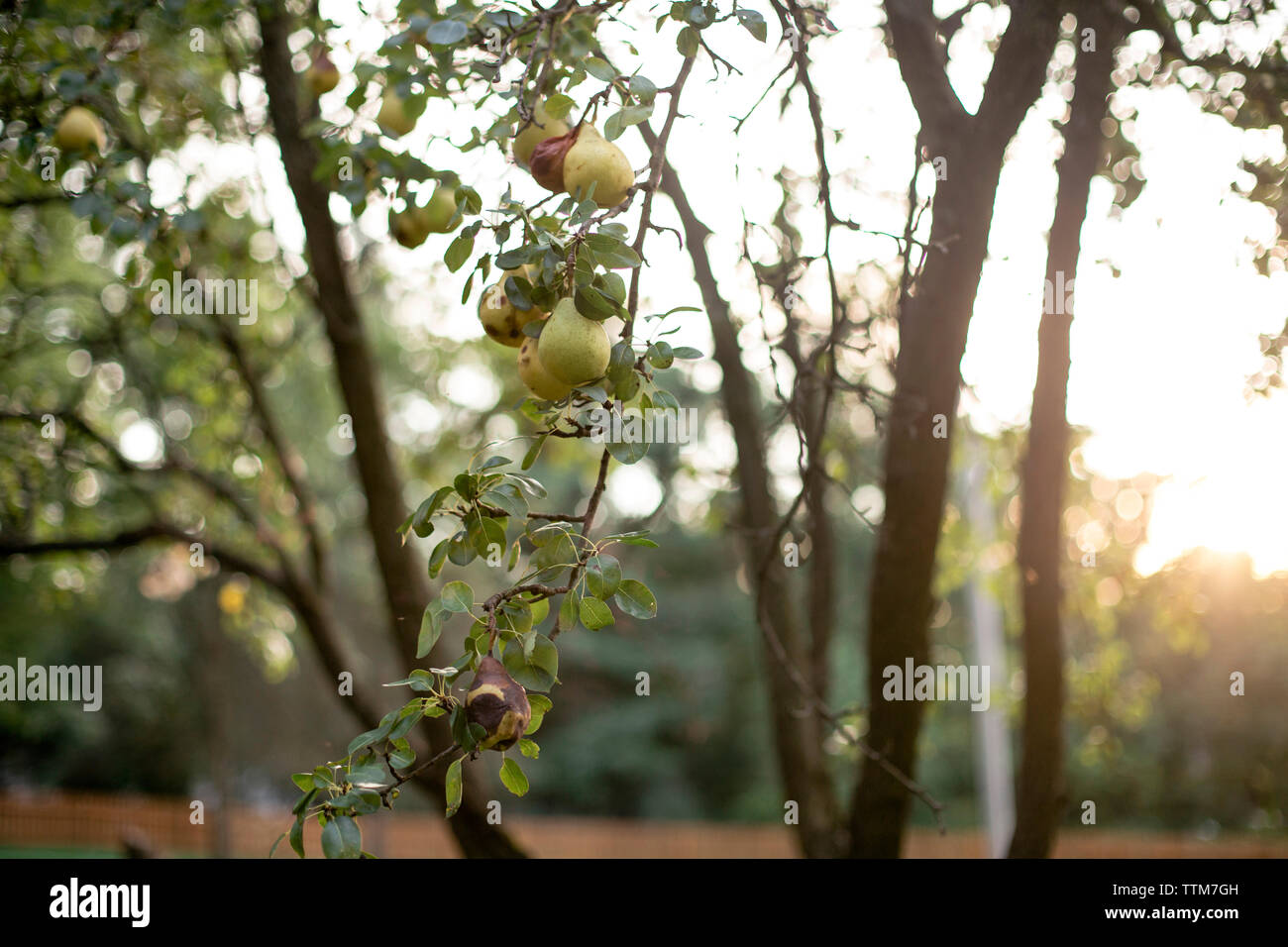 Close-up of pears hanging from tree at farm Stock Photo