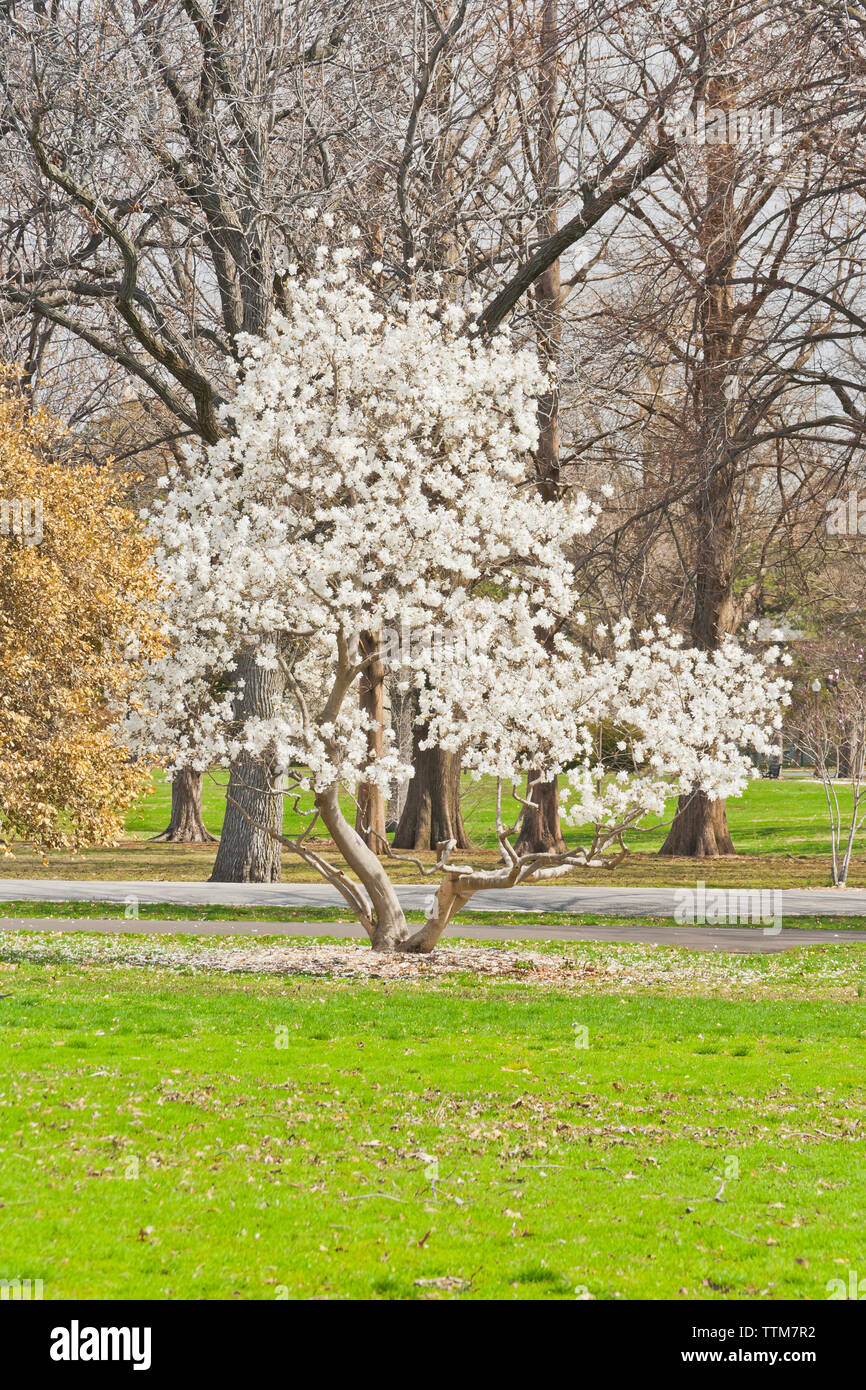 Star Magnolia in bloom, along side a holly with browned leaves, at a St. Louis city park in spring. Stock Photo