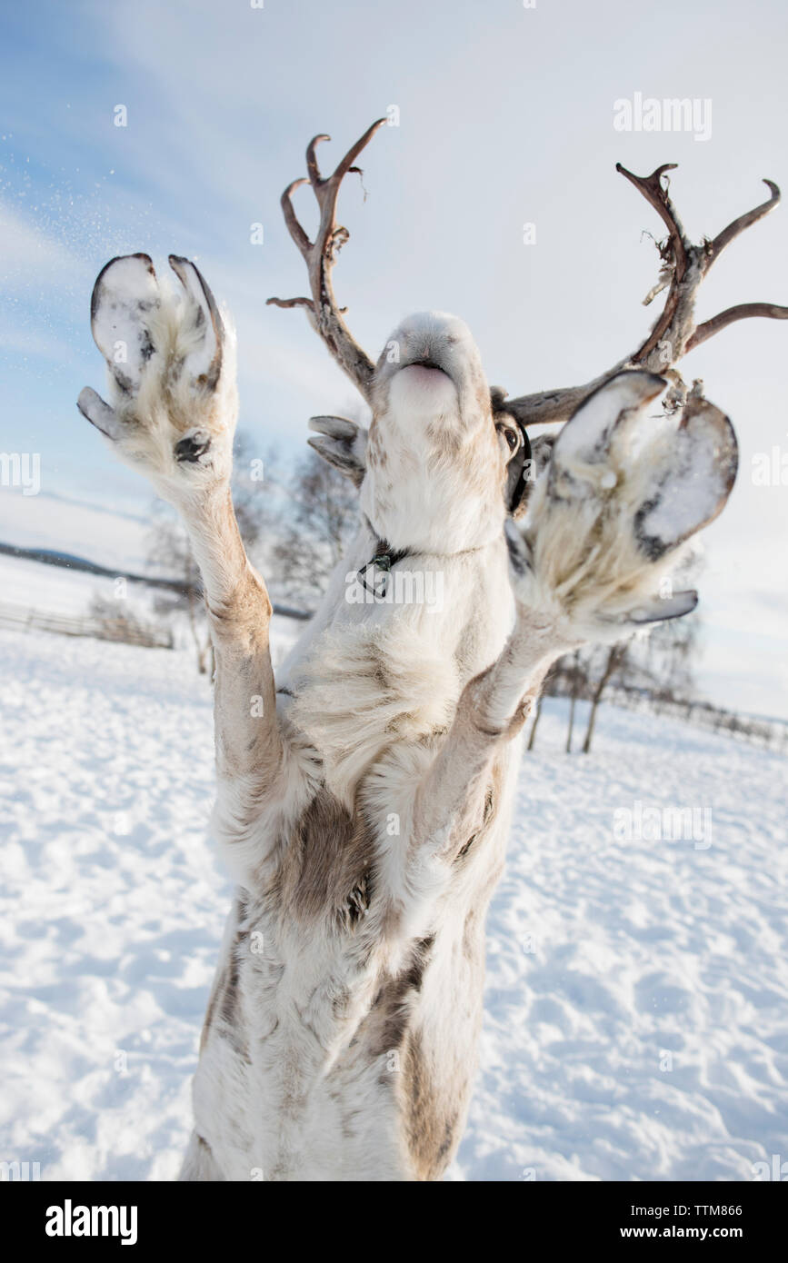 Reindeer rearing up on snowy field against sky Stock Photo