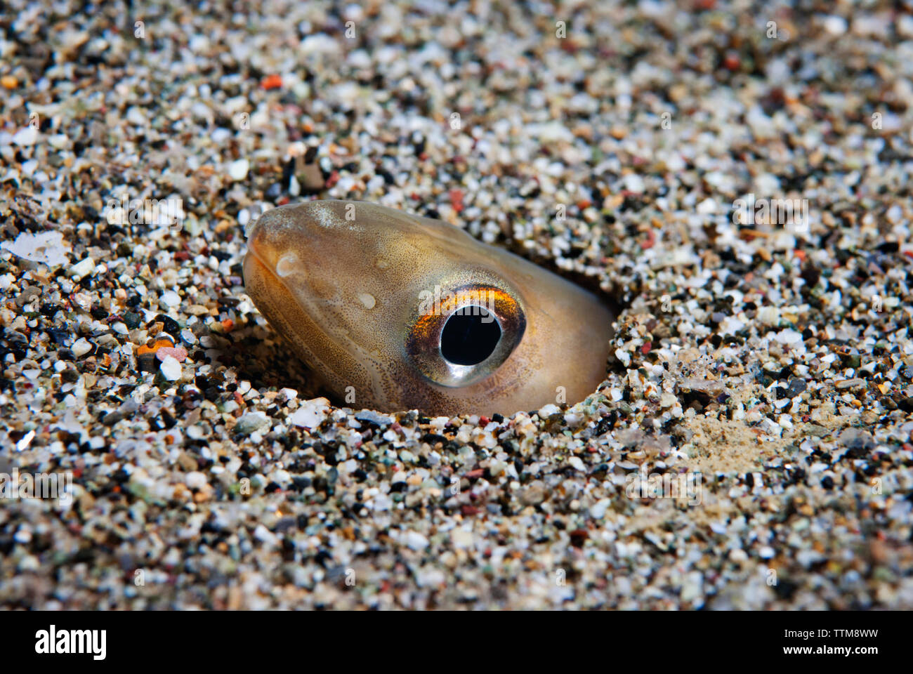 Conger of Baleari peeking from pebbles in Mediterranean sea Stock Photo