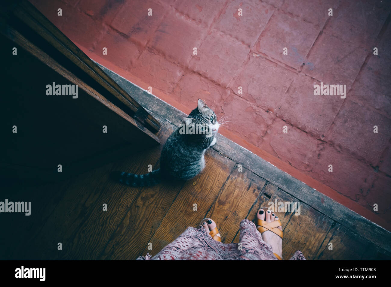 Low section of woman by cat standing on wooden floor Stock Photo