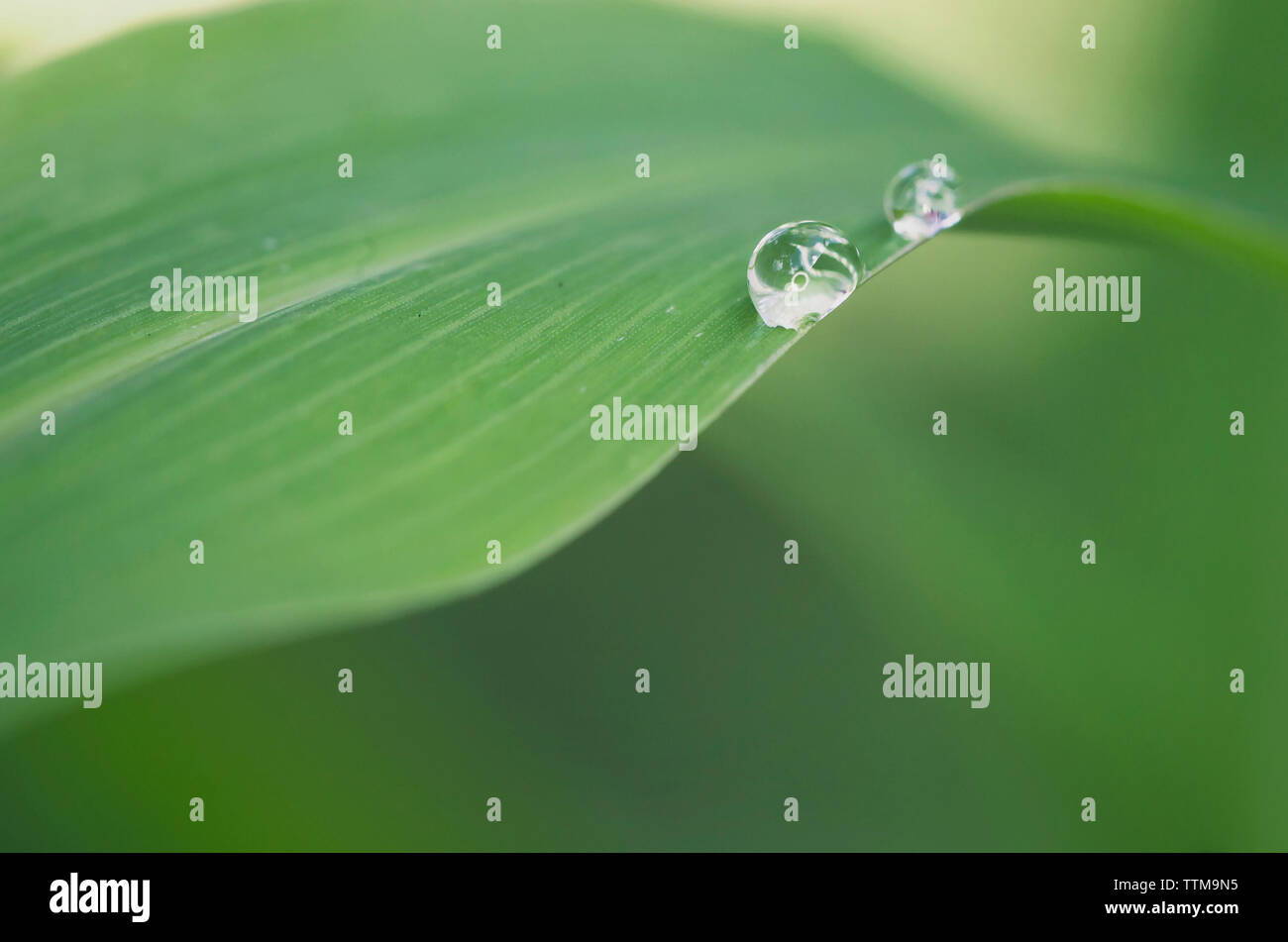 Close-up of water drops on plant Stock Photo