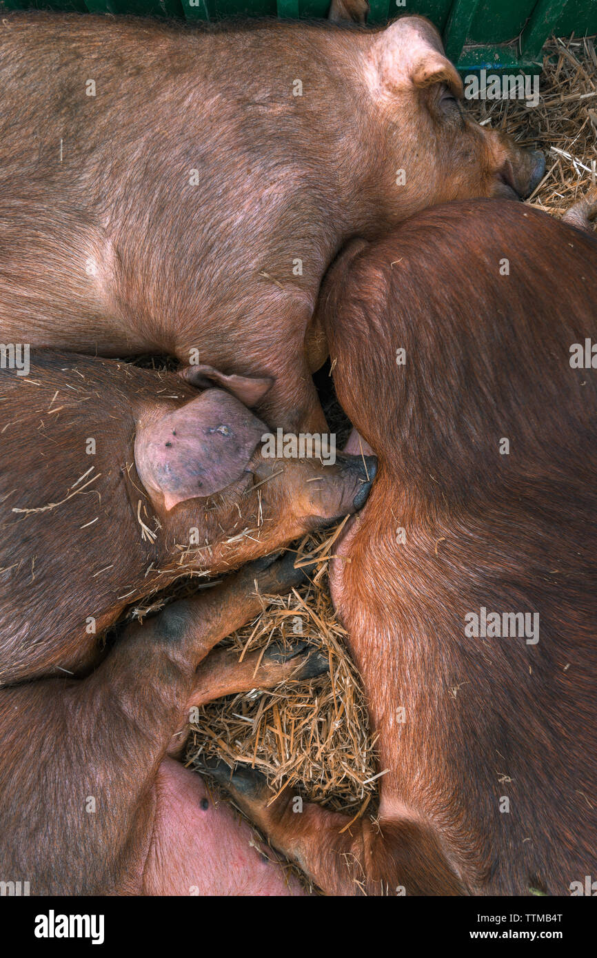 Danish duroc pigs in pen on livestock farm laying down and sleeping. This breed is well known for its excellent meat quality. Stock Photo