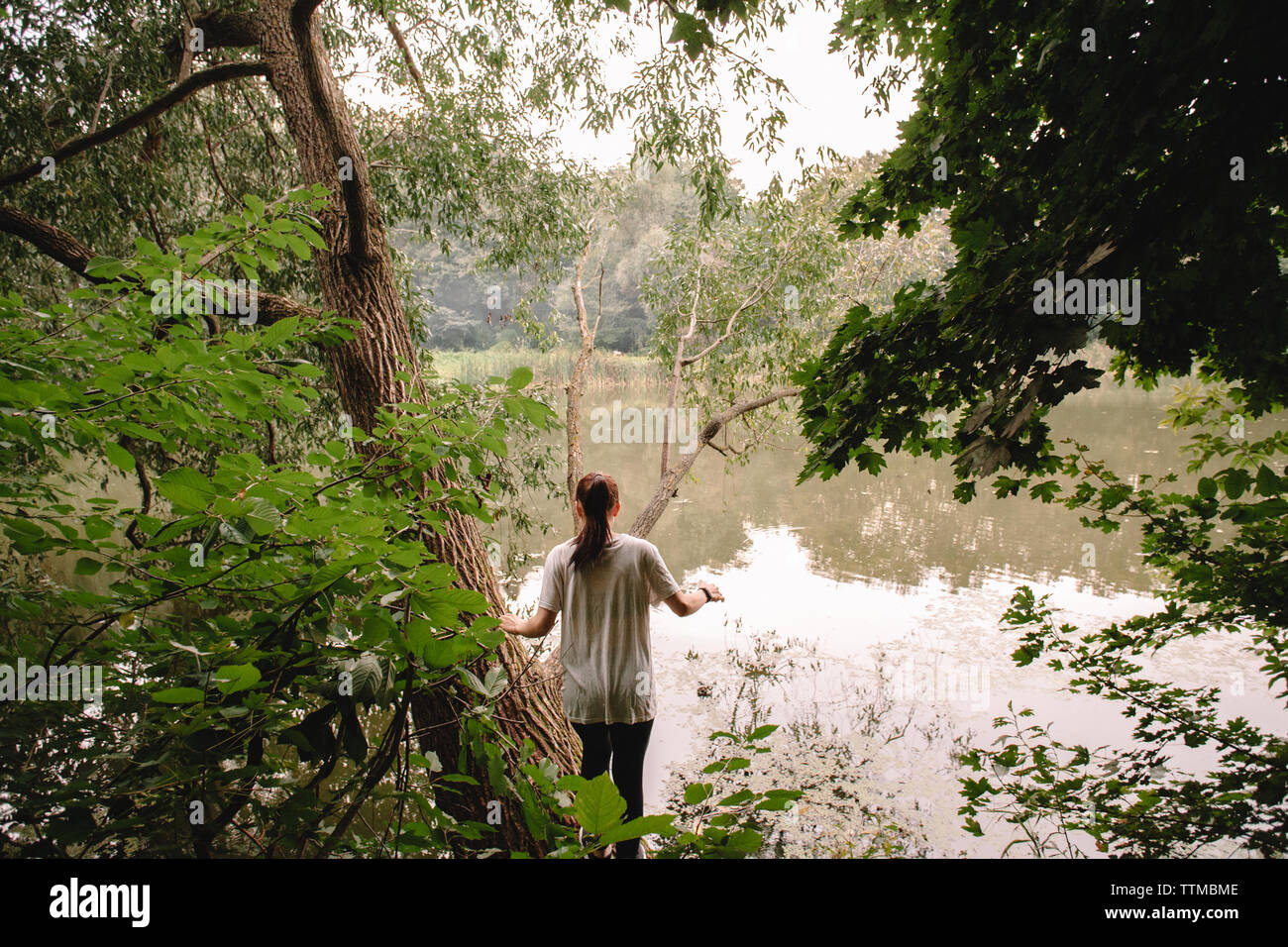 Rear view of woman standing by tree at lakeshore in forest Stock Photo Rear view of woman standing by tree at lakeshore in forest Stock Photo