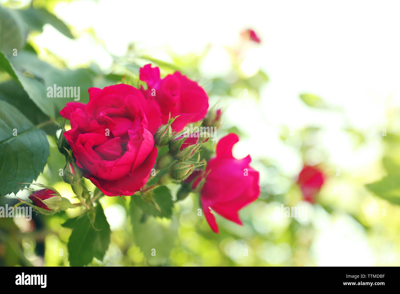 Red roses on green nature background Stock Photo - Alamy