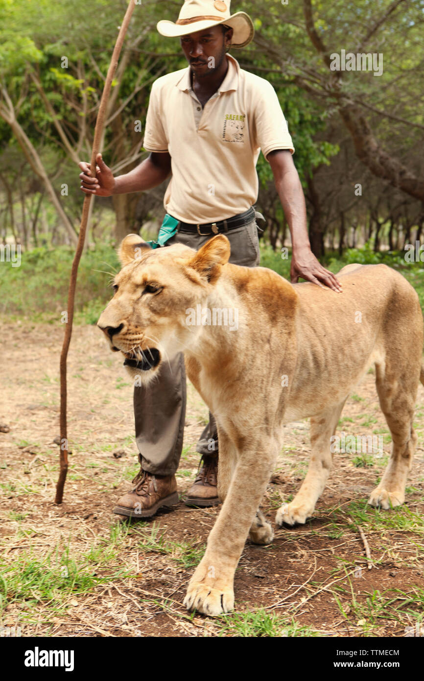MAURITIUS, Flic en Flac, Lion tamer Marcelin PierreLouis walks with a