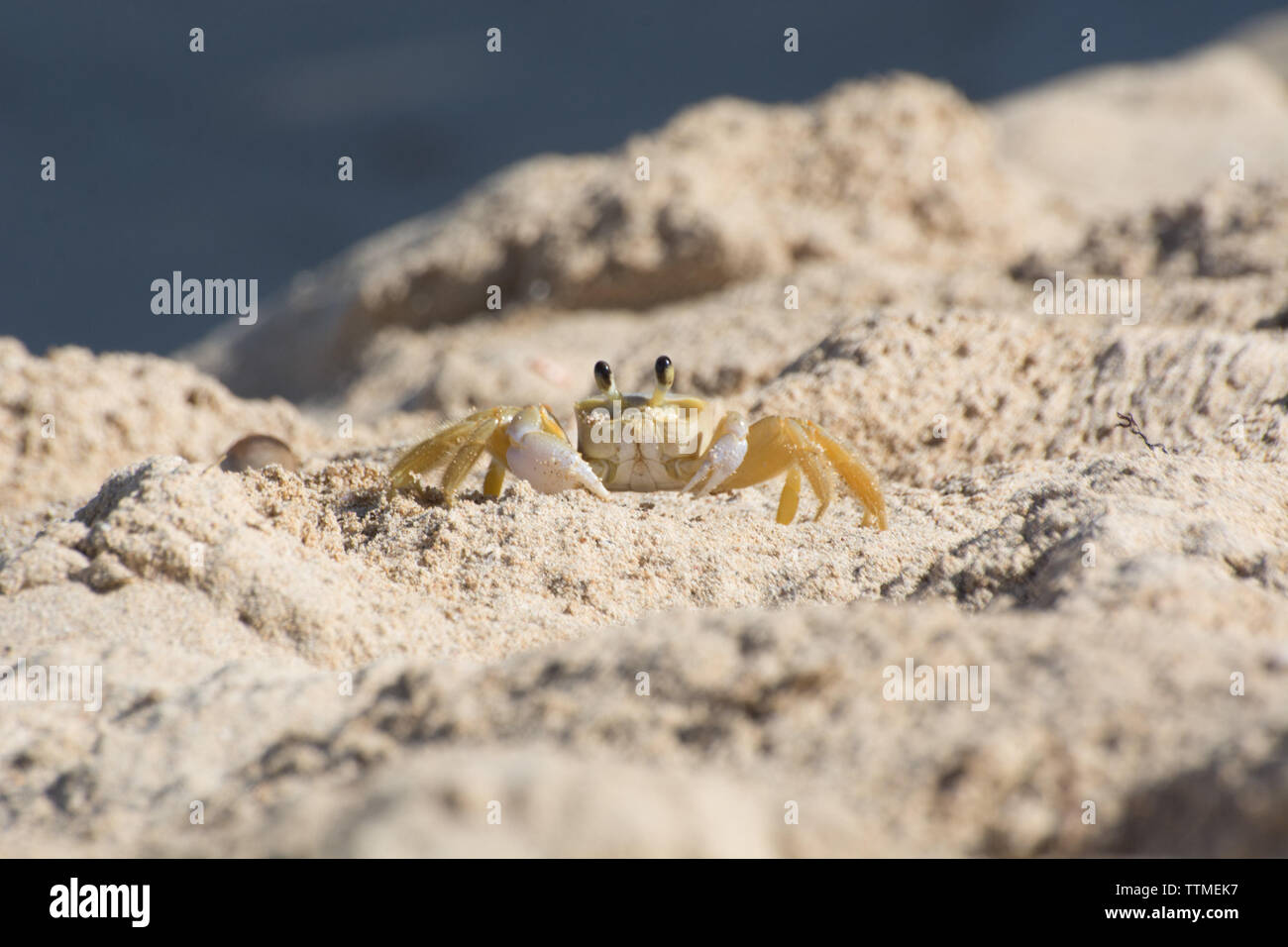 Caribbean crab hi-res stock photography and images - Alamy