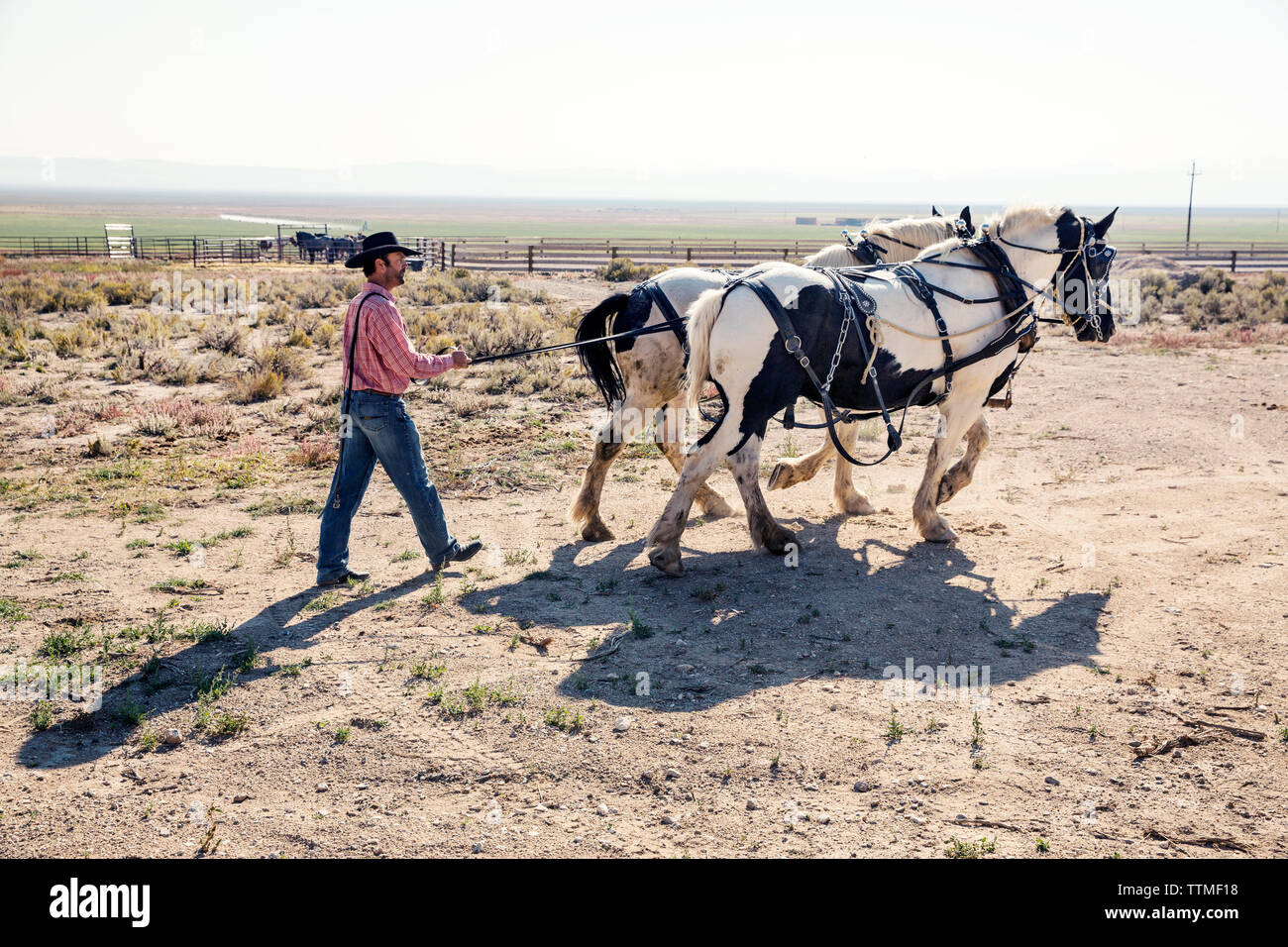 USA, Nevada, Wells, cowboy and wrangler Clay Nannini prepares for a