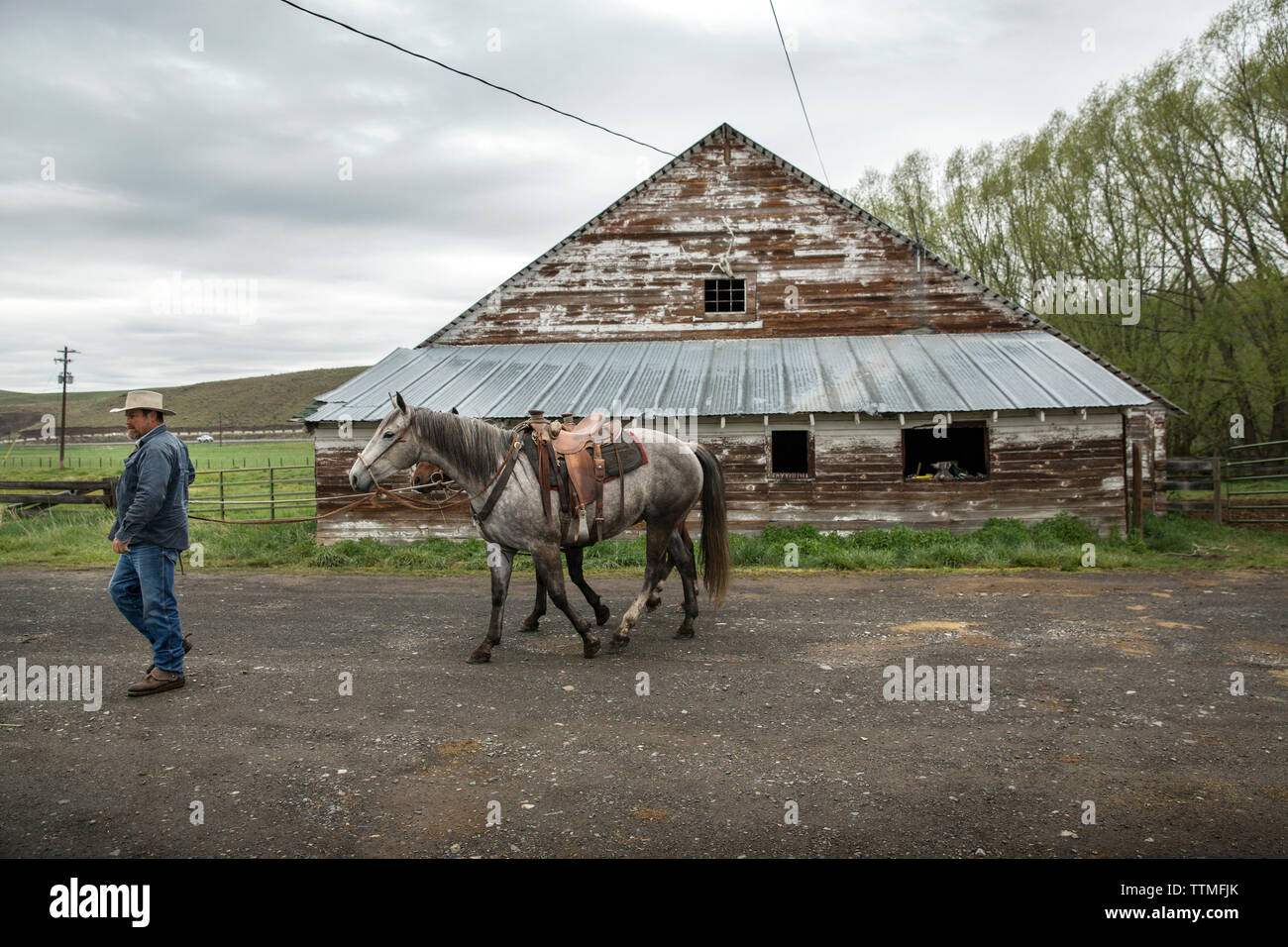 Typical Oregon Rancher USA, Oregon, Enterprise, Cowboy and Rancher Todd Nash gets ready to ...