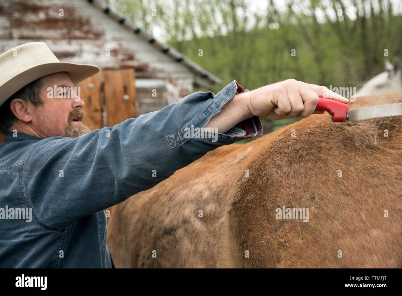 Typical Oregon Rancher USA, Oregon, Enterprise, Cowboy and Rancher Todd Nash brushes and puts ...