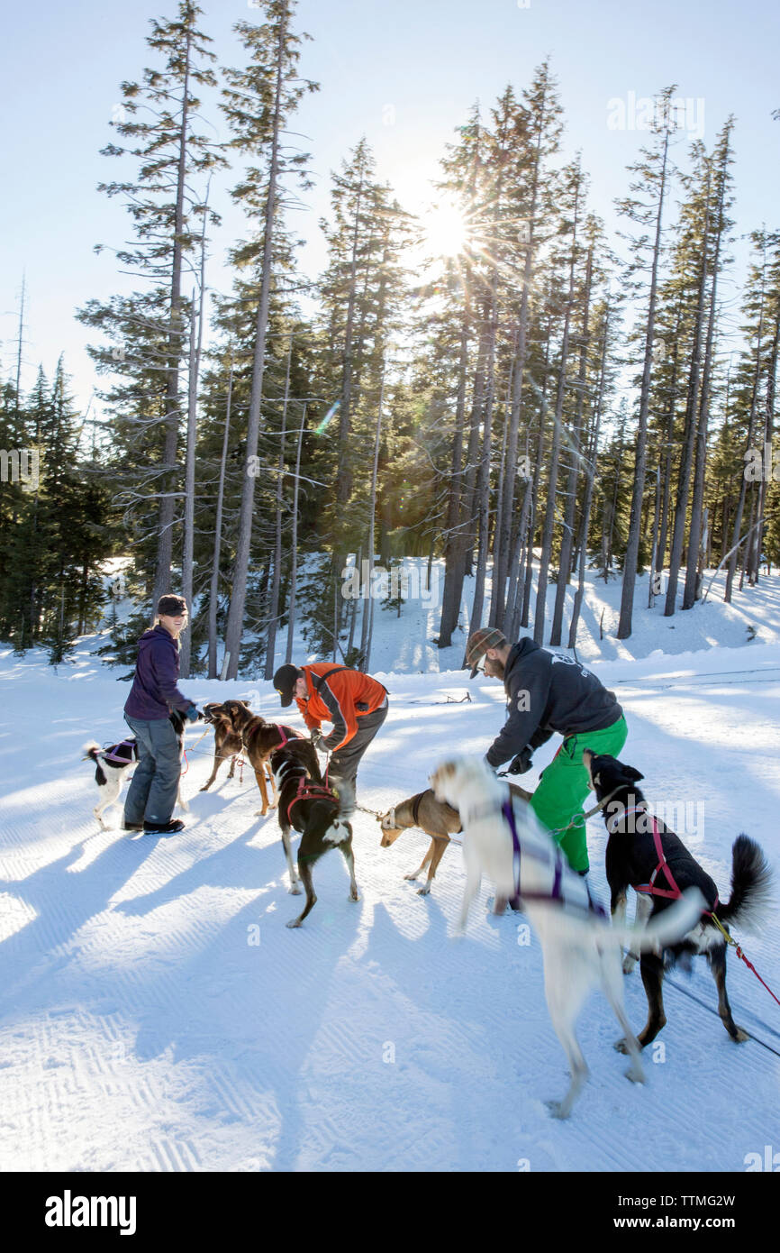 USA, Oregon, Bend, the sled dogs being prepared to go out on a ride at