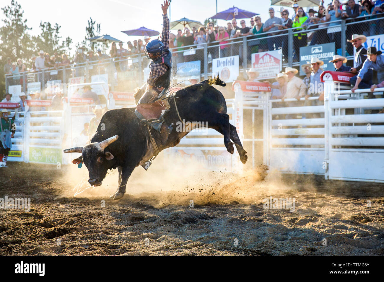 USA, Oregon, Sisters, Sisters Rodeo, cowboys ride a 2,000 pound bull