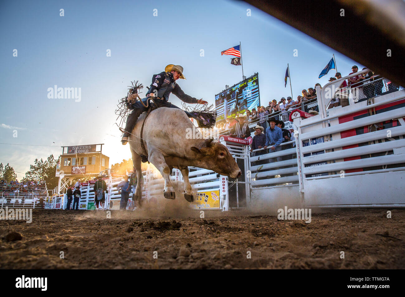 USA, Oregon, Sisters, Sisters Rodeo, cowboys ride a 2,000 pound bull