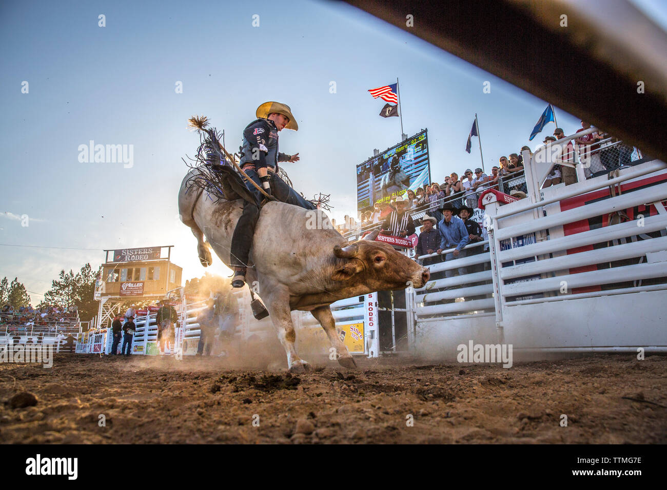USA, Oregon, Sisters, Sisters Rodeo, cowboys ride a 2,000 pound bull