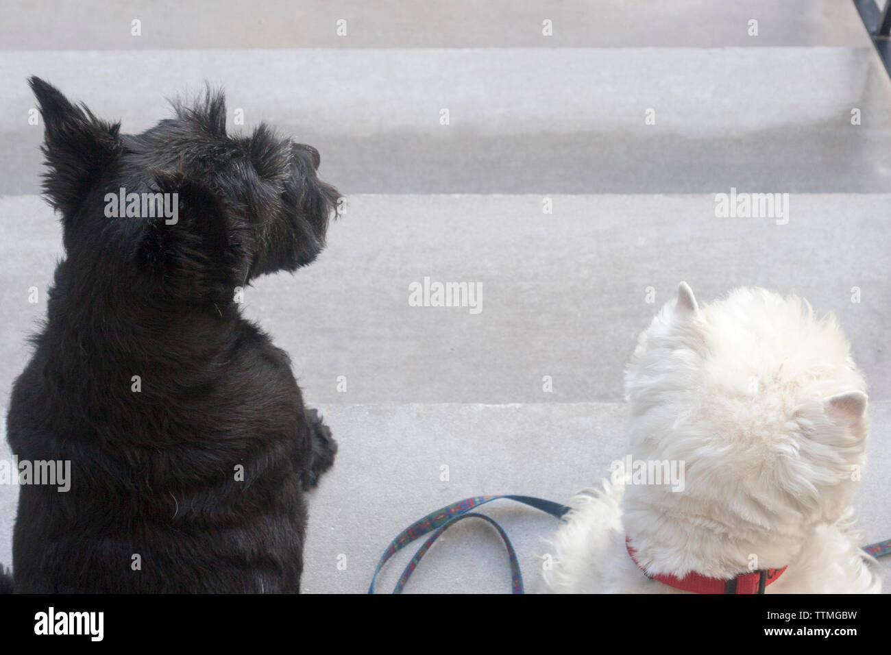 Adult female black Scottish Terrier (Scottie) dog and adult male West Highland White Terrier (Westie) sitting on front steps. Photographed from above. Stock Photo