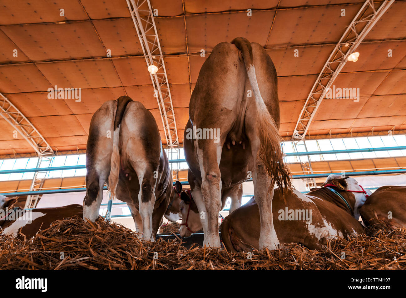 Red holstein cattle on dairy farm, low angle rear view Stock Photo