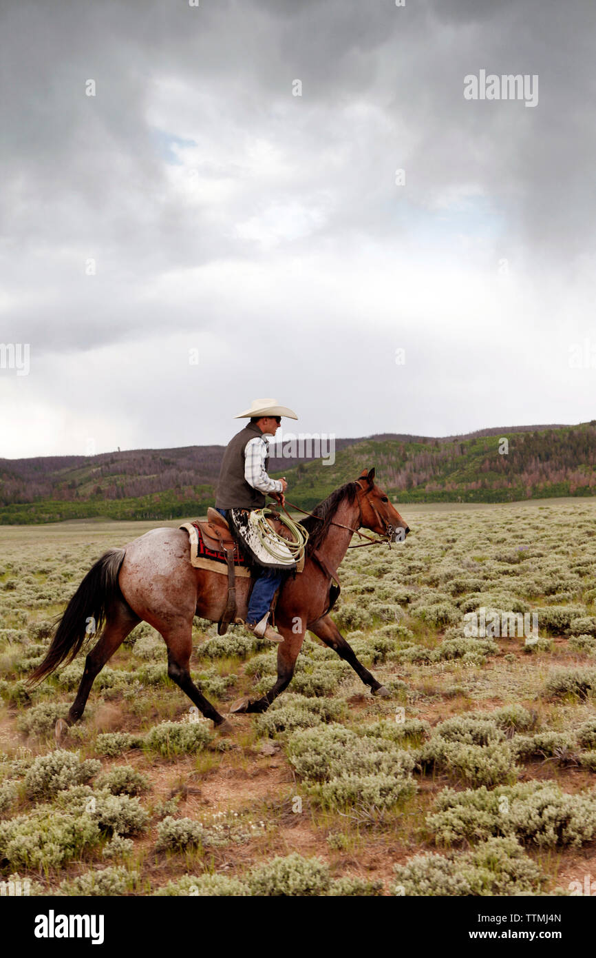 USA, Wyoming, Encampment, cowboys move cattle towards a corral to be branded, Big Creek Ranch Stock Photo