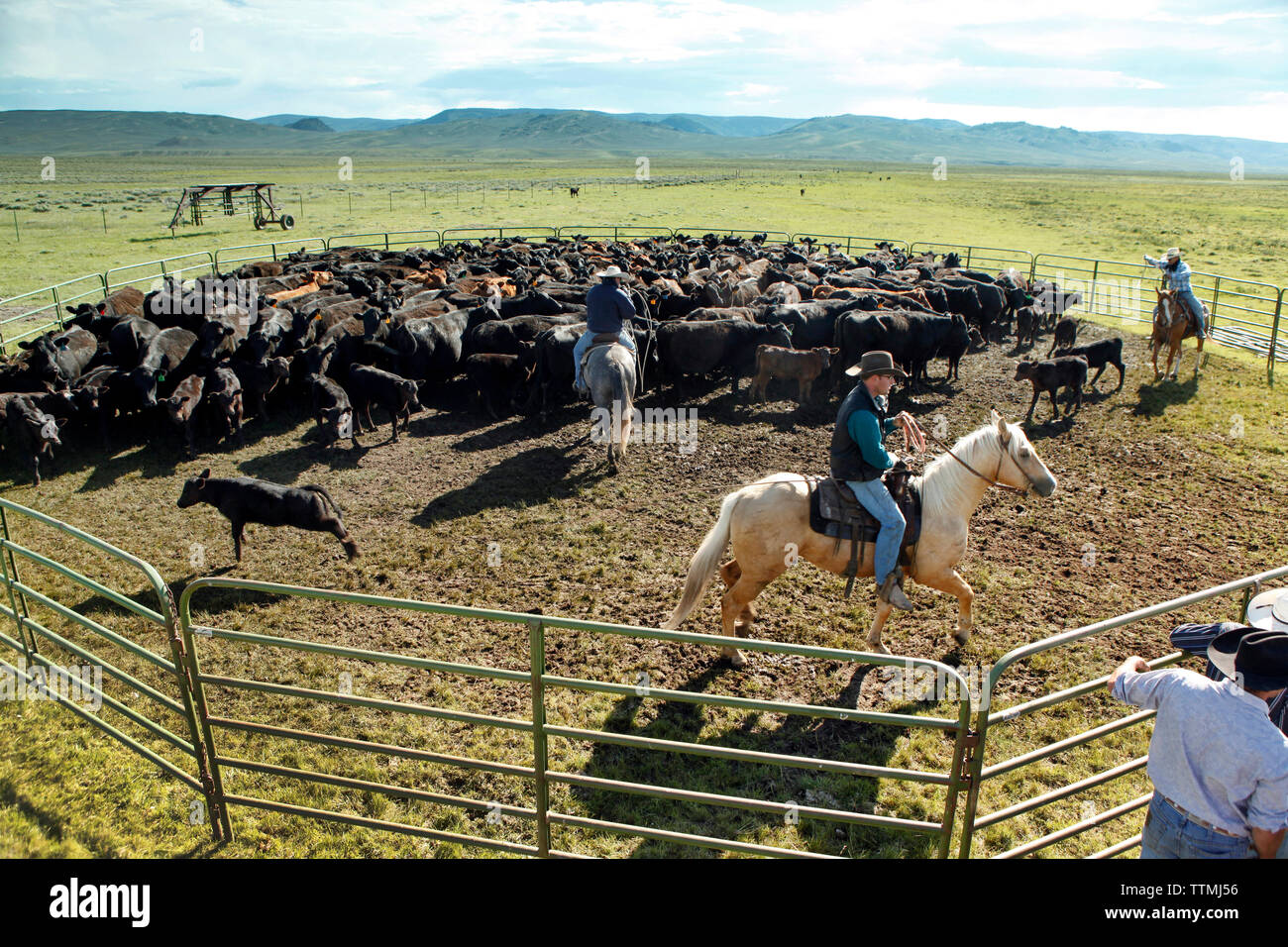 USA, Wyoming, Encampment, cowboys rope and drag calves out or a corral to be branded, Big Creek Ranch Stock Photo