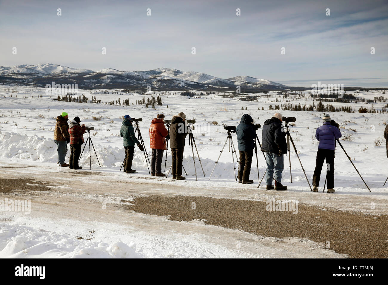 USA, Wyoming, Yellowstone National Park, wolfwatchers line up on the