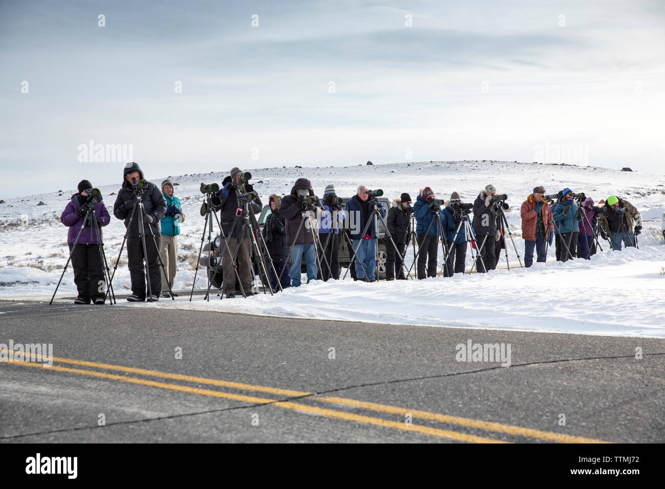 USA, Wyoming, Yellowstone National Park, wolf-watchers line up on the ...