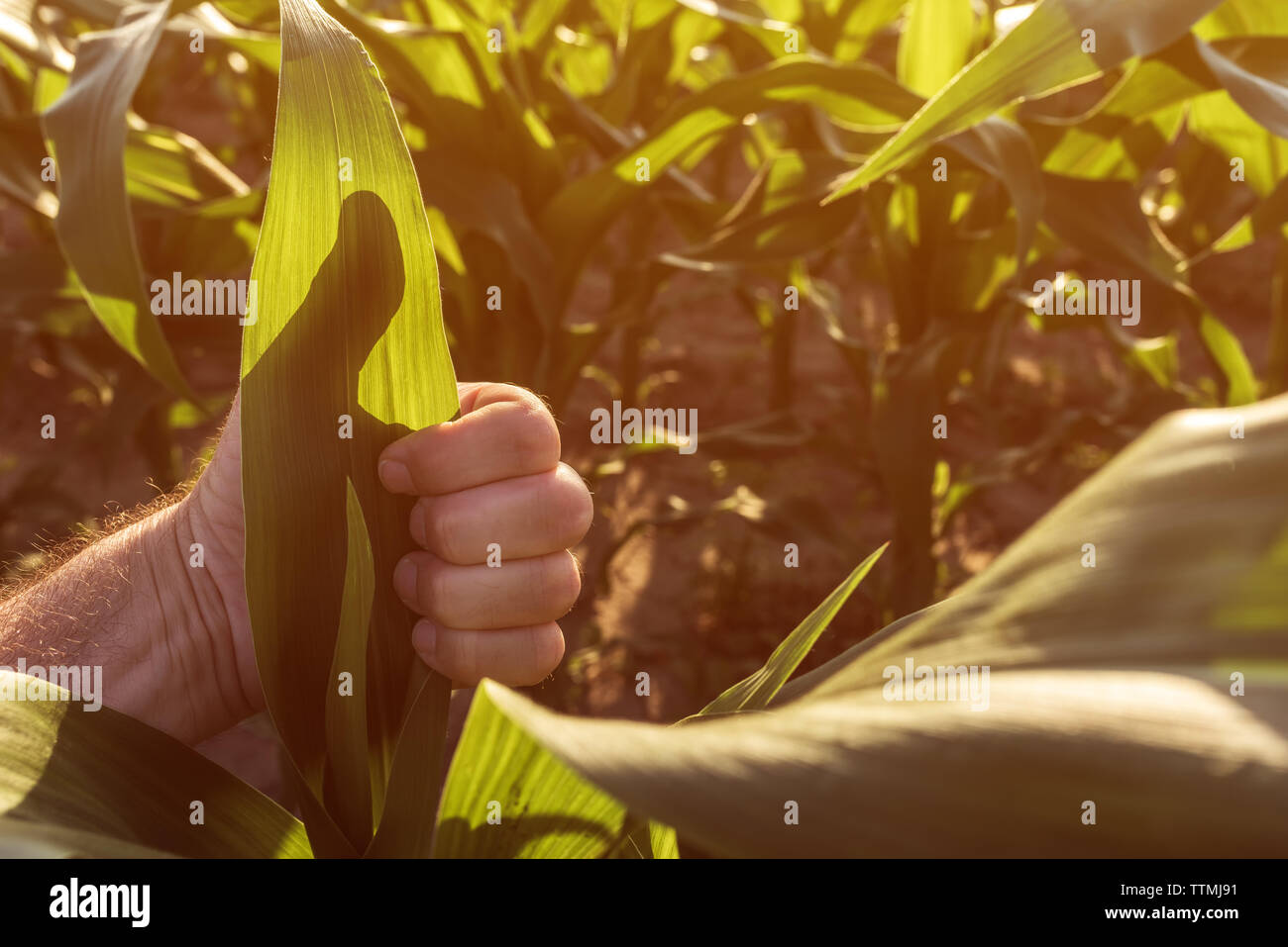 Satisfied farmer gesturing thumbs up in corn field, close up of hand Stock Photo