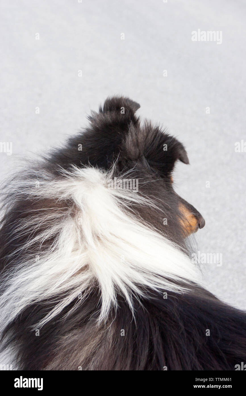 Attentive dogs hires stock photography and images Alamy