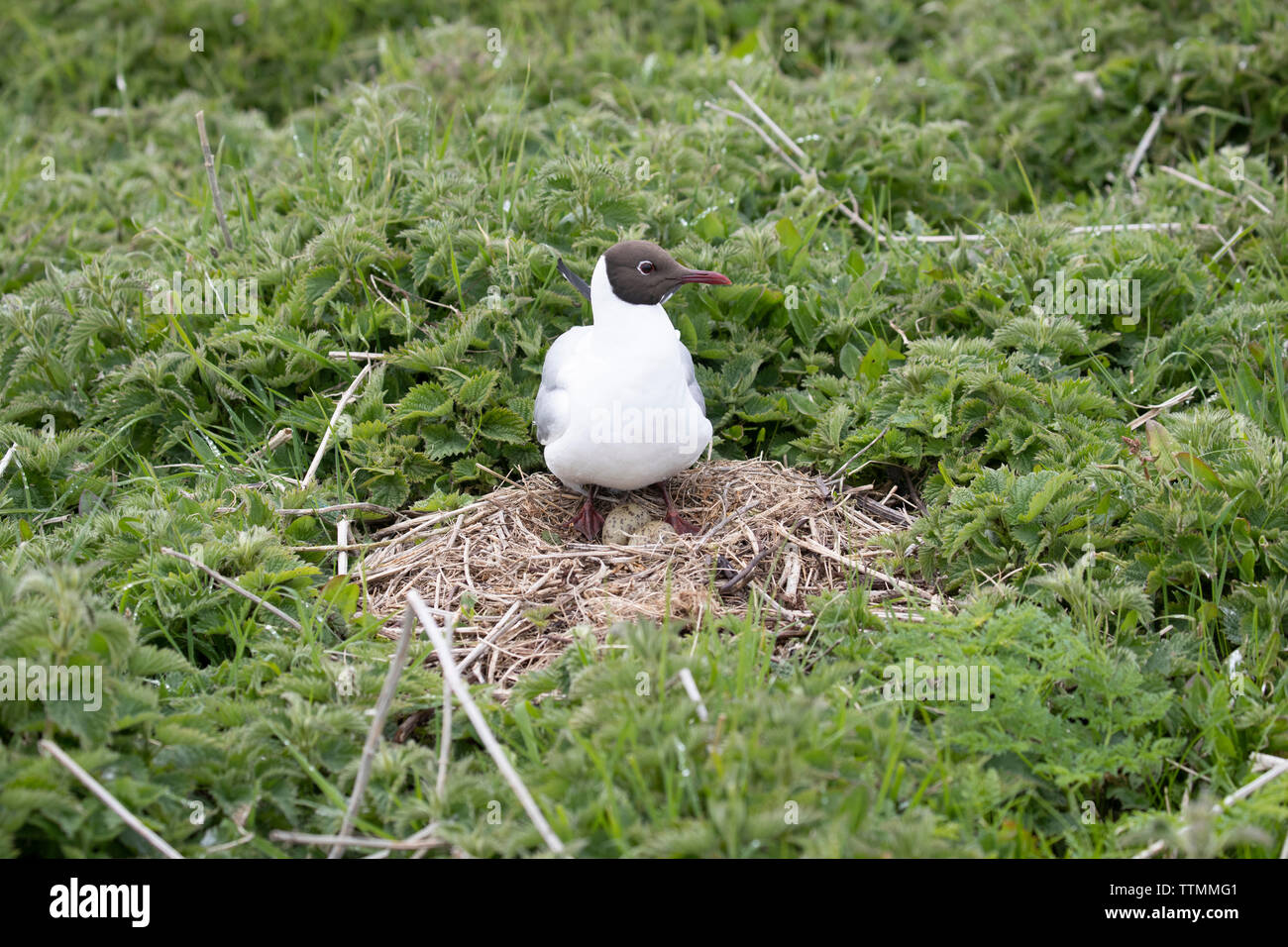 Black-headed gull on nest with eggs on the Farne Islands Stock Photo