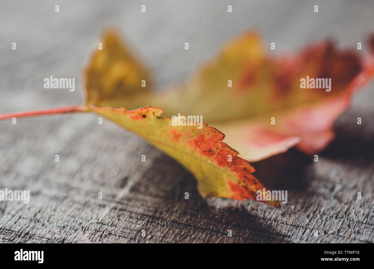 Close-up of autumn leaf on wood Stock Photo