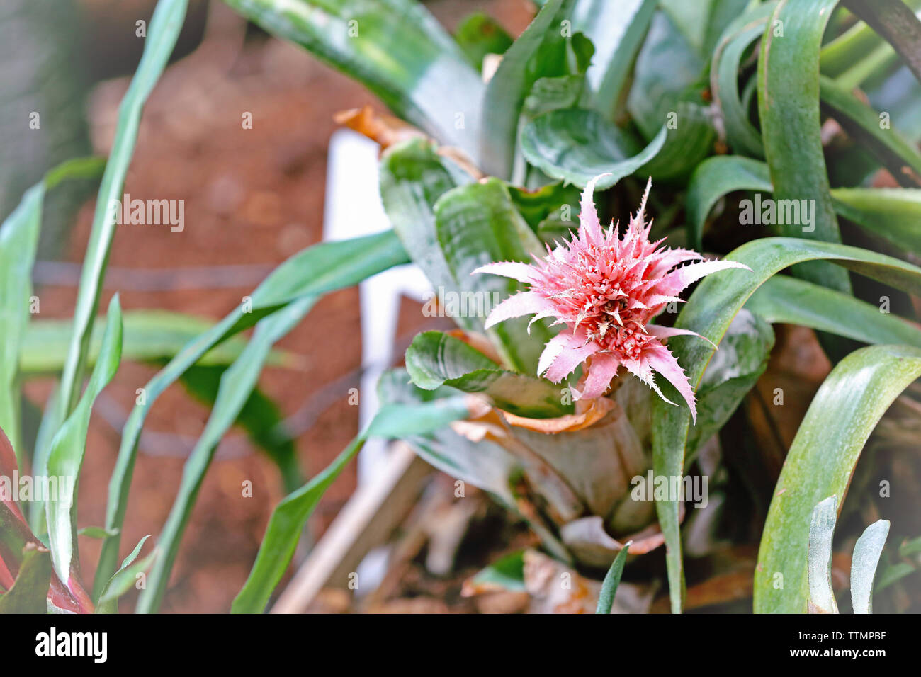 Beautiful bromeliad flower in botanical garden Stock Photo