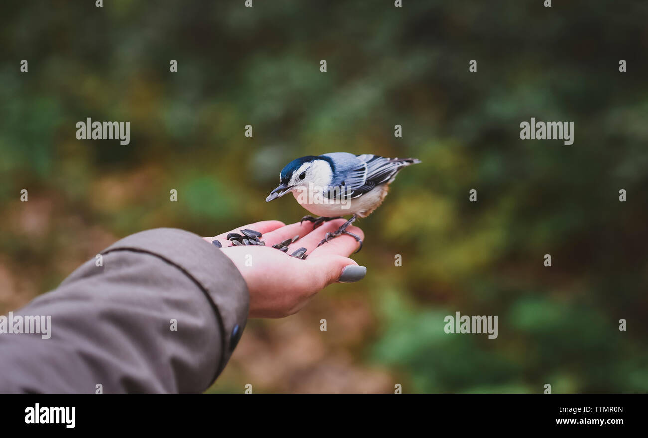 Cropped hand of girl feeding seeds to white breasted nuthatch in forest Stock Photo