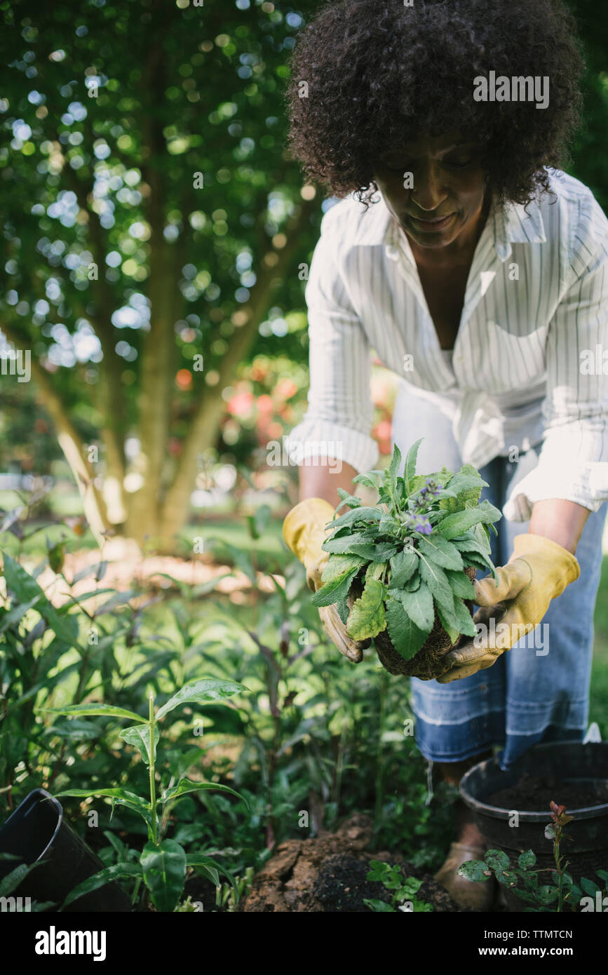 Bending plant hires stock photography and images Alamy