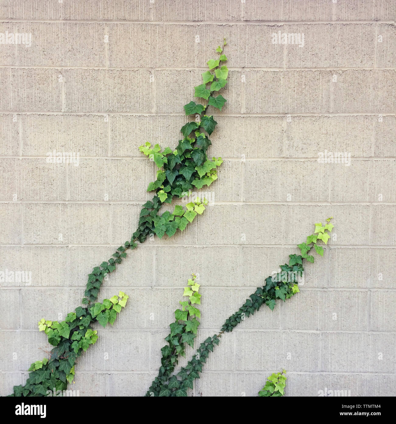 Green ivy growing on wall Stock Photo