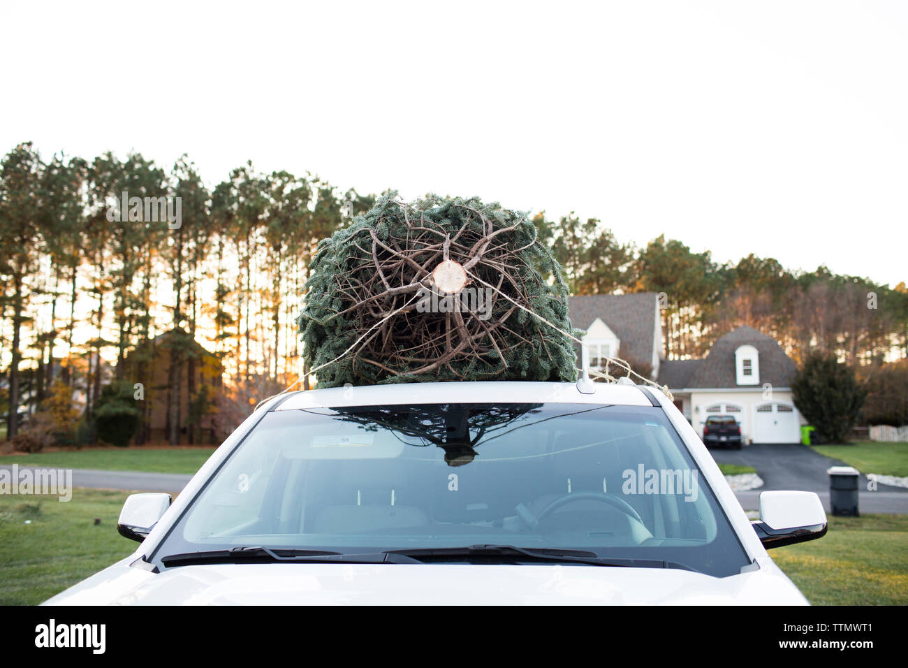 Trunk View of Freshly Cut Christmas Tree on top of White SUV at Sunset Stock Photo