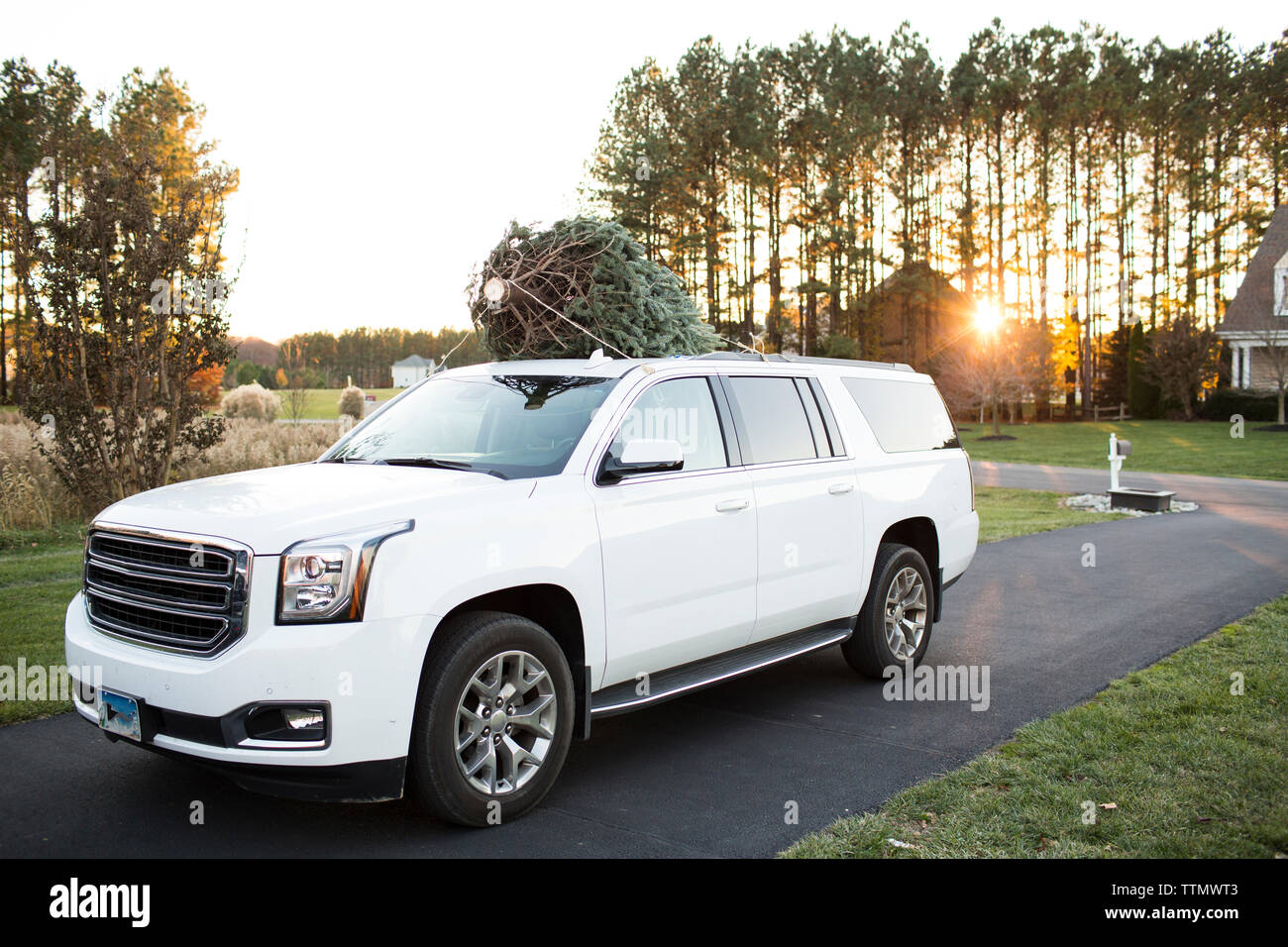 Wide View of Fresh Cut Christmas Tree on top of White SUV at Sunset Stock Photo