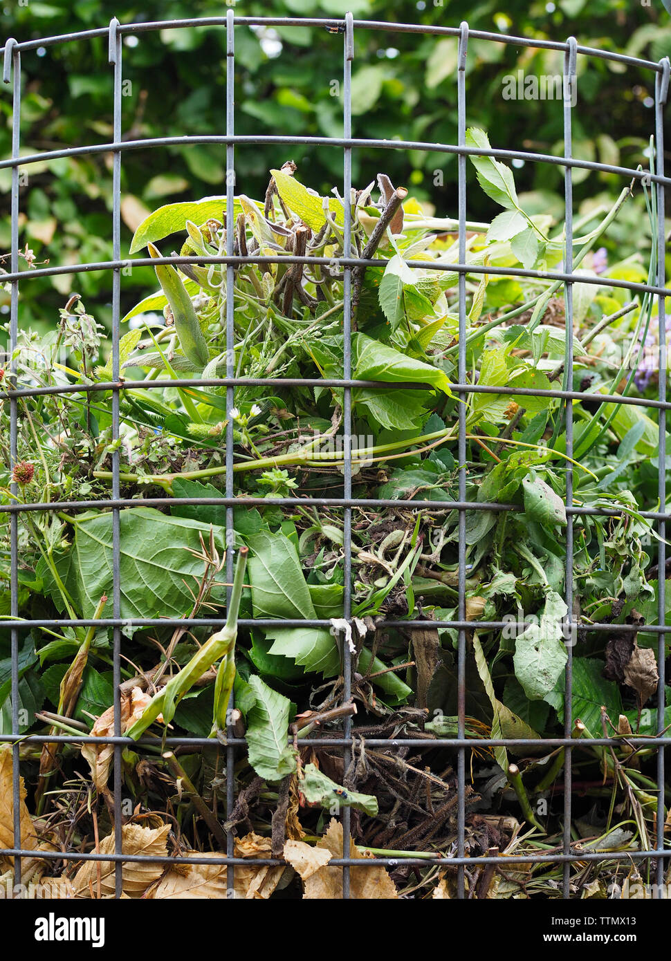 Offene Kompostierung (offene Miete) in einem Kleingarten in der Schweiz Stock Photo