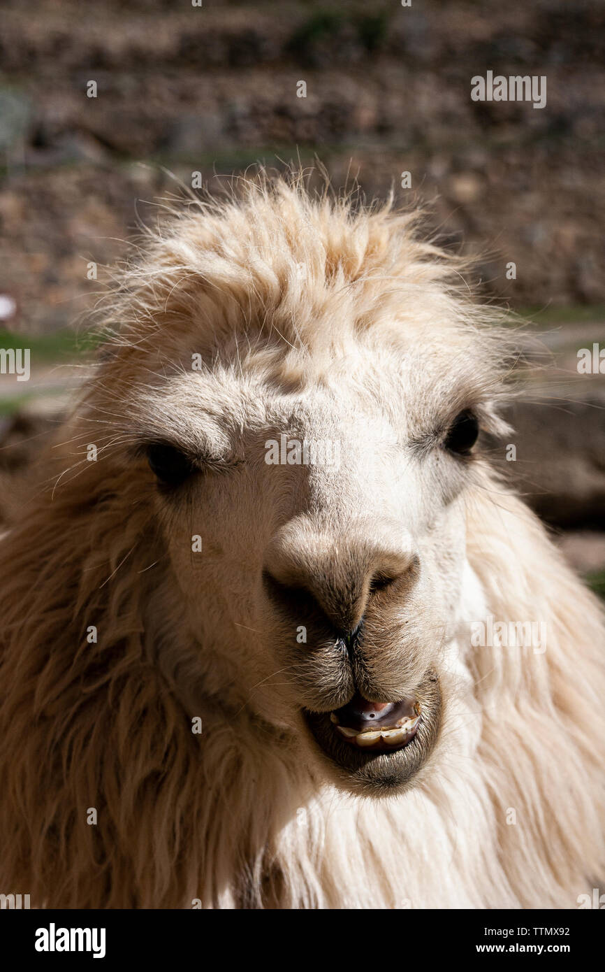 Peru llama close up hi-res stock photography and images - Alamy