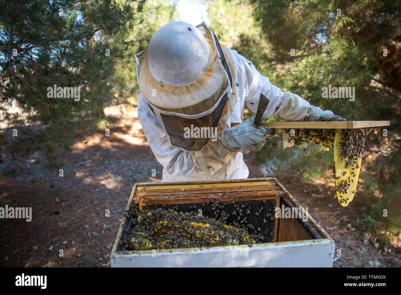 Beehive field hi-res stock photography and images - Alamy
