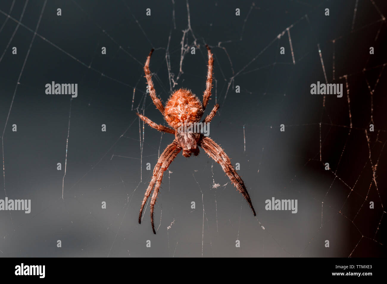 Spider waiting in their web for some food to drop by. Stock Photo