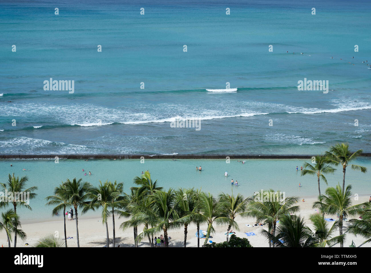 Growing palm trees hi-res stock photography and images - Alamy