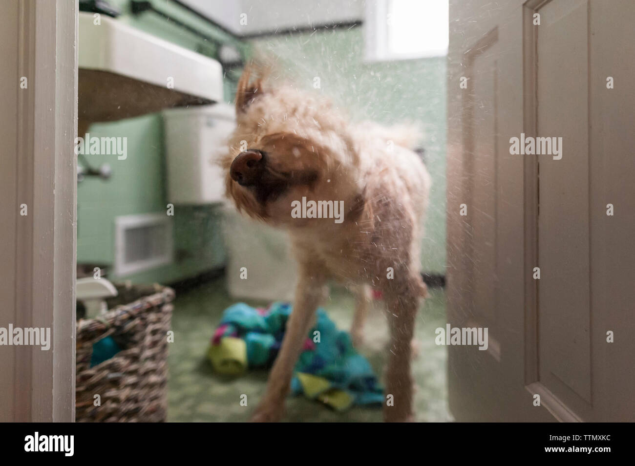 Dog shaking hair while standing at doorway Stock Photo Alamy